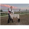 Image 1 : Lily Malesich - Purple Ribbon Market Lamb (Weight: 113)