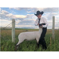 Eli Johnson - Blue Ribbon Market Lamb (Weight: 122)