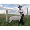 Image 1 : Eli Johnson - Blue Ribbon Market Lamb (Weight: 122)