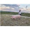 Image 1 : Tyler Gibson  - Red Ribbon Market Hog (Weight: 318)