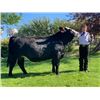 Image 1 : Hunter Turk  - Blue Ribbon Market Beef (Weight: 1470)