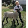 Image 1 : Isabell McQuiston - Blue Ribbon Market Lamb (Weight: 126)