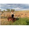 Image 1 : Samantha Anderson  - Blue Ribbon Market Hog (Weight: 288)
