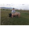 Image 1 : Rowen Bailey - Blue Ribbon Market Hog (Weight: 243)