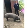 Image 1 : Kaden Pittman, FFA  - Red Ribbon Market Hog (Weight: 381)