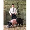 Image 1 : David Schmidlin - Blue Ribbon Market Hog (Weight: 245)