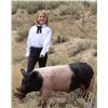 Image 1 : Gwynevere Brown - Blue Ribbon Market Hog (Weight: 244)