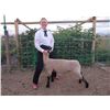 Image 1 : Samantha Steadman - Blue Ribbon Market Lamb (Weight: 124)