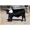 Image 1 : Tucker Sitz  - Blue Ribbon Market Beef (Weight: 1515)