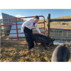 Garrett O'Brien - Red Ribbon Market Hog (Weight: 258)