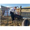 Image 1 : Garrett O'Brien - Red Ribbon Market Hog (Weight: 258)