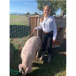 Ellie Weldon  - Red Ribbon Market Hog (Weight: 302)