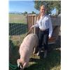 Image 1 : Ellie Weldon  - Red Ribbon Market Hog (Weight: 302)
