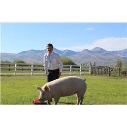 Garet Lessley  - Red Ribbon Market Hog (Weight: 366)