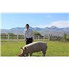Image 1 : Garet Lessley  - Red Ribbon Market Hog (Weight: 366)