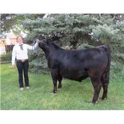 Tianna Wagenfehr - Purple Ribbon Market Beef (Weight: 1315)