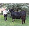 Image 1 : Tianna Wagenfehr - Purple Ribbon Market Beef (Weight: 1315)
