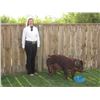 Image 1 : Molli Miner - Blue Ribbon Market Hog (Weight: 267)