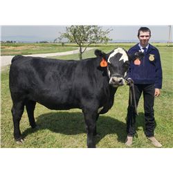 Caden Kiewatt, FFA  - Blue Ribbon Market Beef (Weight: 1430)