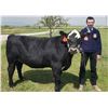 Image 1 : Caden Kiewatt, FFA  - Blue Ribbon Market Beef (Weight: 1430)
