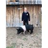 Image 1 : Asher Voss, FFA  - Blue Ribbon Market Hog (Weight: 286)