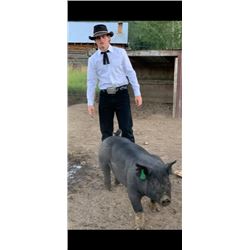 Kale Schonsberg  - Blue Ribbon Market Hog (Weight: 280)