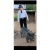 Image 1 : Kale Schonsberg  - Blue Ribbon Market Hog (Weight: 280)