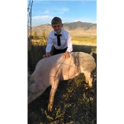 Layne Burk  - Red Ribbon Market Hog (Weight: 281)