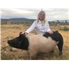 Image 1 : Bridget Lovaas  - Blue Ribbon Market Hog (Weight: 312)