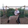 Image 1 : Lizzy Steadman - Blue Ribbon Market Lamb (Weight: 127)
