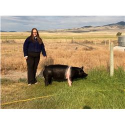 Tori Ann Anderson, FFA  - Blue Ribbon Market Hog (Weight: 271)