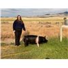Image 1 : Tori Ann Anderson, FFA  - Blue Ribbon Market Hog (Weight: 271)