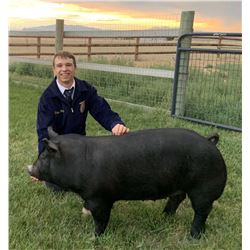 Trapper Doering, FFA - Red Ribbon Market Hog (Weight: 260)