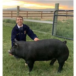 Trapper Doering, FFA - Red Ribbon Market Hog (Weight: 260)