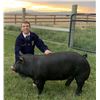 Image 1 : Trapper Doering, FFA - Red Ribbon Market Hog (Weight: 260)
