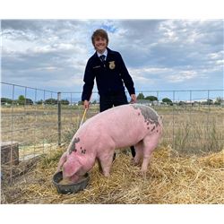 Brock Hansen, FFA  - Red Ribbon Market Hog (Weight: 315)