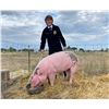 Image 1 : Brock Hansen, FFA  - Red Ribbon Market Hog (Weight: 315)
