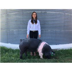 Riley McCoy  - Blue Ribbon Market Hog (Weight: 289)