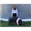 Image 1 : Riley McCoy  - Blue Ribbon Market Hog (Weight: 289)