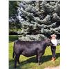 Image 1 : Aven Pflieger  - Blue Ribbon Market Beef (Weight: 1365)