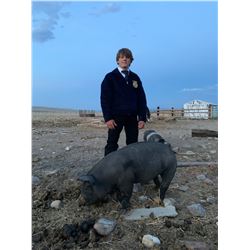 Noah Huffaker, FFA - Red Ribbon Market Hog (Weight: 239)