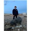 Image 1 : Noah Huffaker, FFA - Red Ribbon Market Hog (Weight: 239)