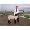 Image 1 : Koen Malesich - Blue Ribbon Market Lamb (Weight: 103)