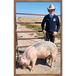 Cord Hahnkamp, FFA  - Red Ribbon Market Hog (Weight: 338)