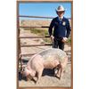 Image 1 : Cord Hahnkamp, FFA  - Red Ribbon Market Hog (Weight: 338)