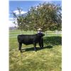 Image 1 : William Ellis - Red Ribbon Market Beef (Weight: 1190)