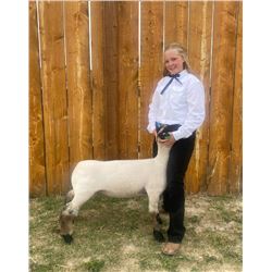 Kenndyl Meine - Blue Ribbon Market Lamb (Weight: 121)