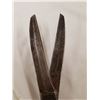 Image 7 : 1826 LARGER SHEAR SCISSORS