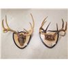 Image 1 : 2 DEER HORNS