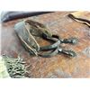 Image 8 : Historical Winchester M-73 and Other Items